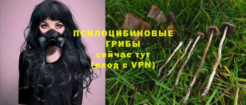 Псилоцибиновые грибы Psilocybe  Лосино-Петровский 